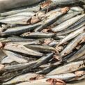 Boquerones de la Bahía fritos - Imagen 2